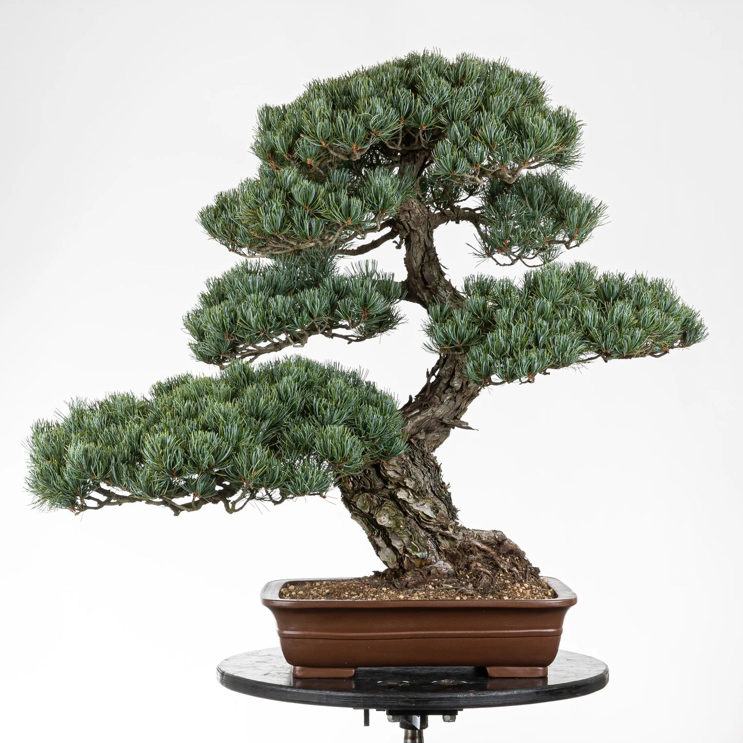 Frente de bonsai de pino blanco japonés en maceta rectangular