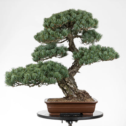 Frente de bonsai de pino blanco japonés en maceta rectangular