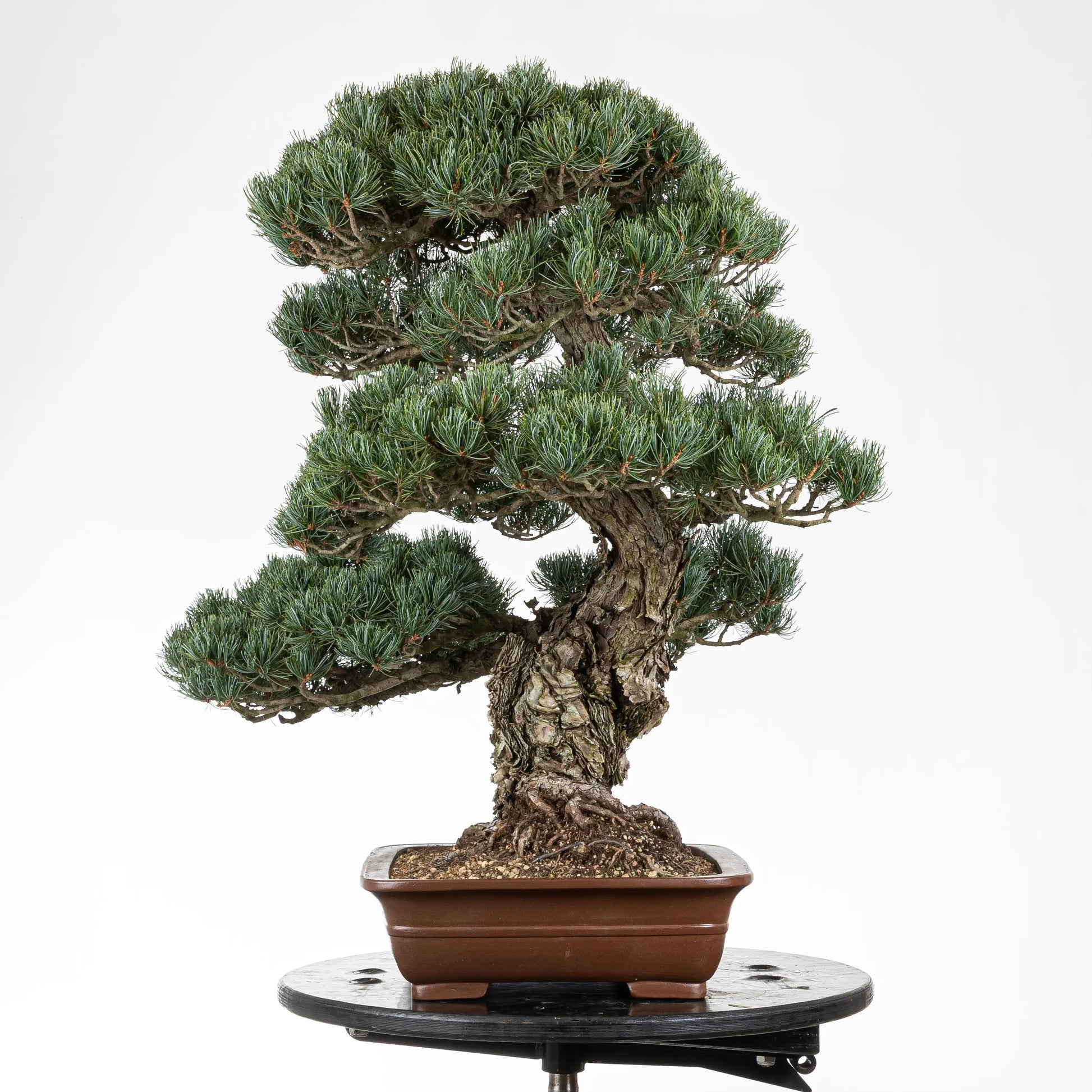 Lado izquierdo de bonsai de pino pentaphylla