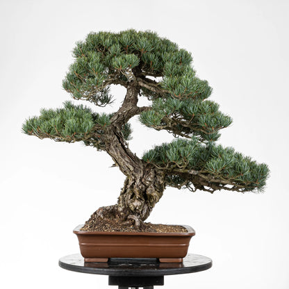 Cara trasera de pino de cinco agujas