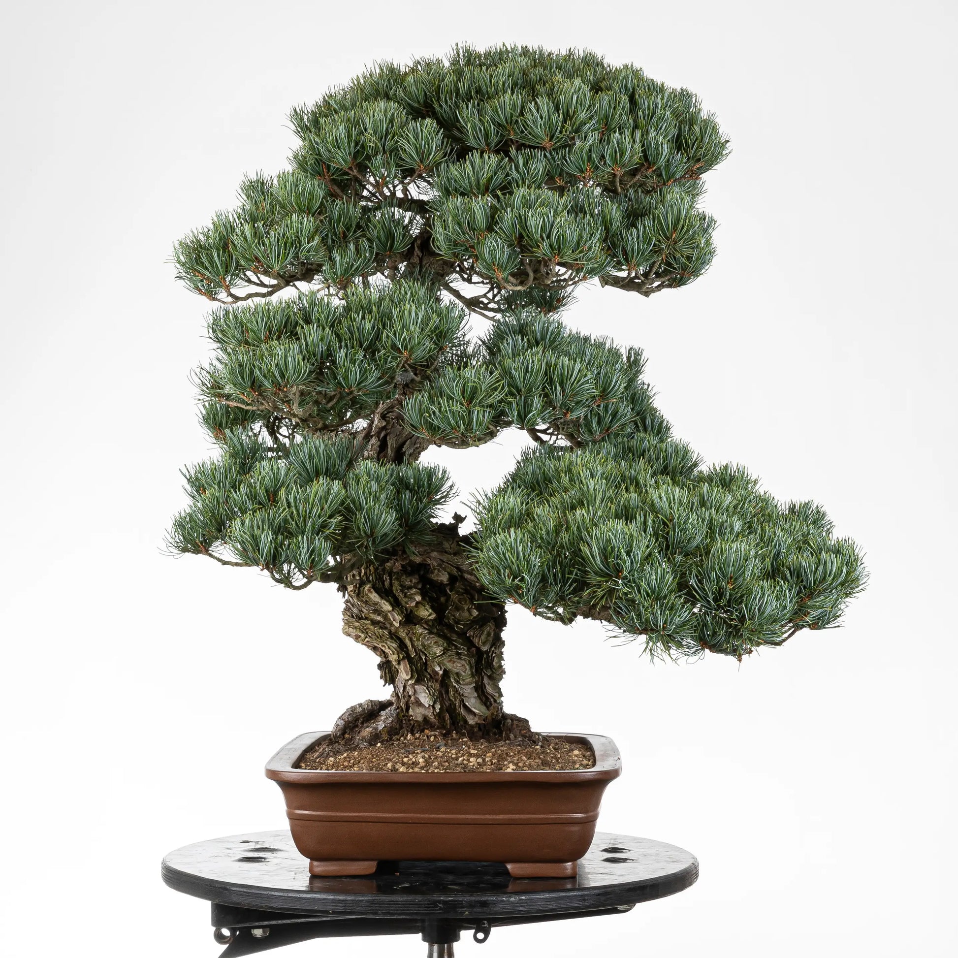 Lado izquierdo de bonsai de pino pentaphylla