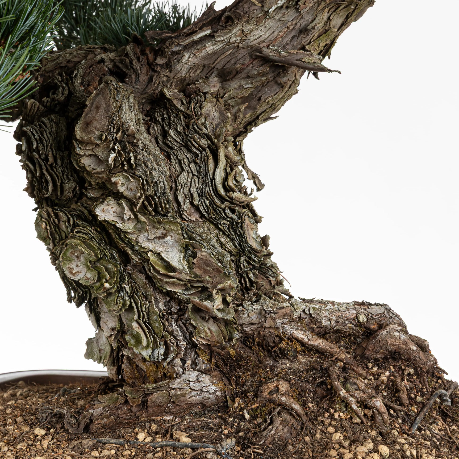 Nebari de pino blanco japonés