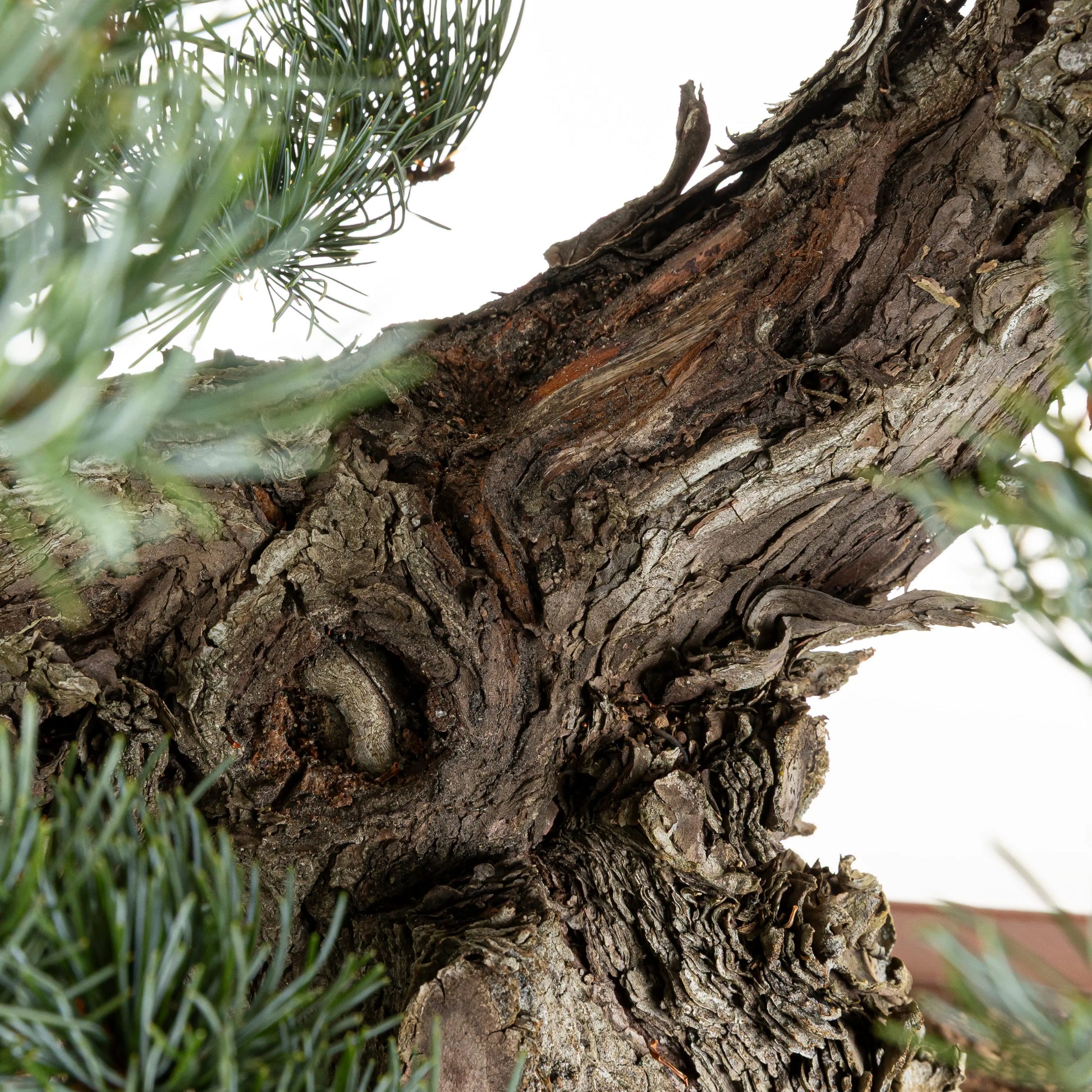 Detalle de corteza y shari de bonsai de pino pentaphylla