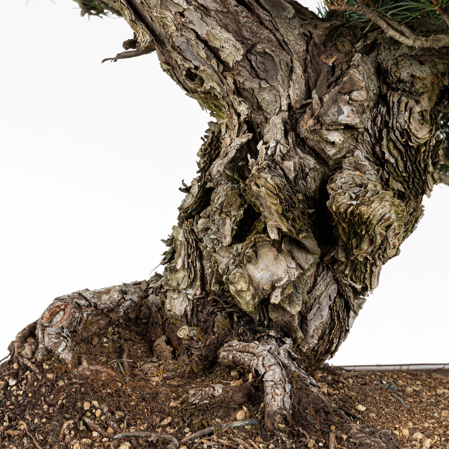 Base y corteza de bonsai de pino blanco