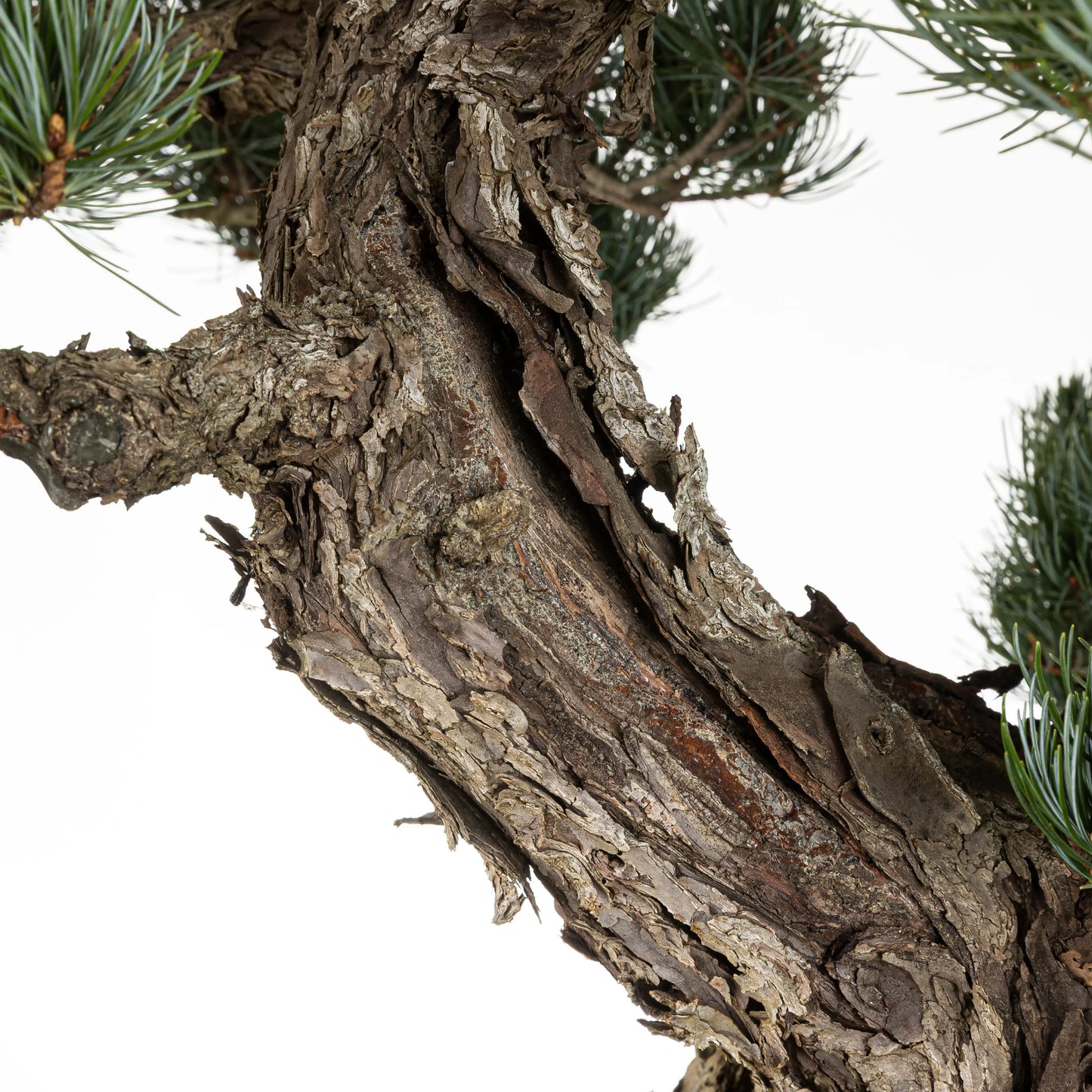 Detalle de posible shari de pino pentaphylla