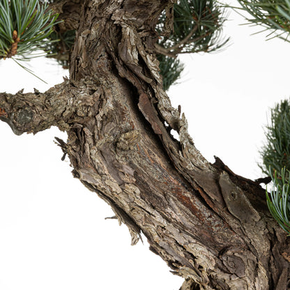 Detalle de posible shari de pino pentaphylla