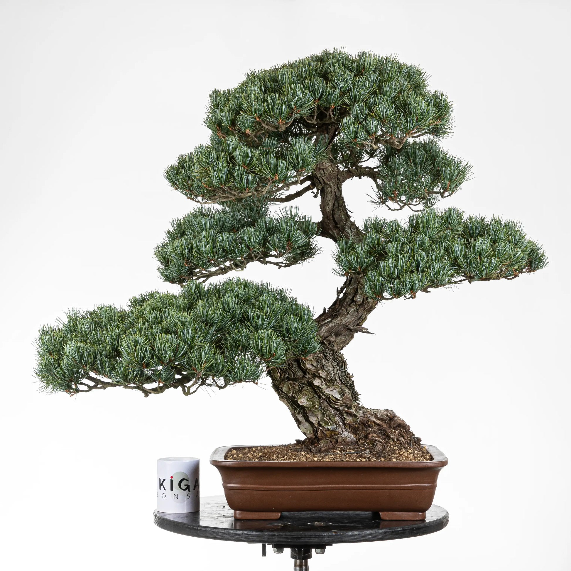 Comparación de tamaño de bonsai de pino blanco con una taza de café de la tienda de ikigai bonsai