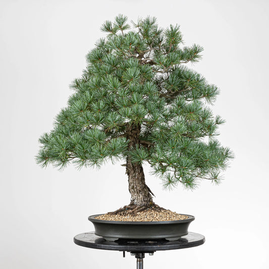 Frente de pino de cinco agujas japones.