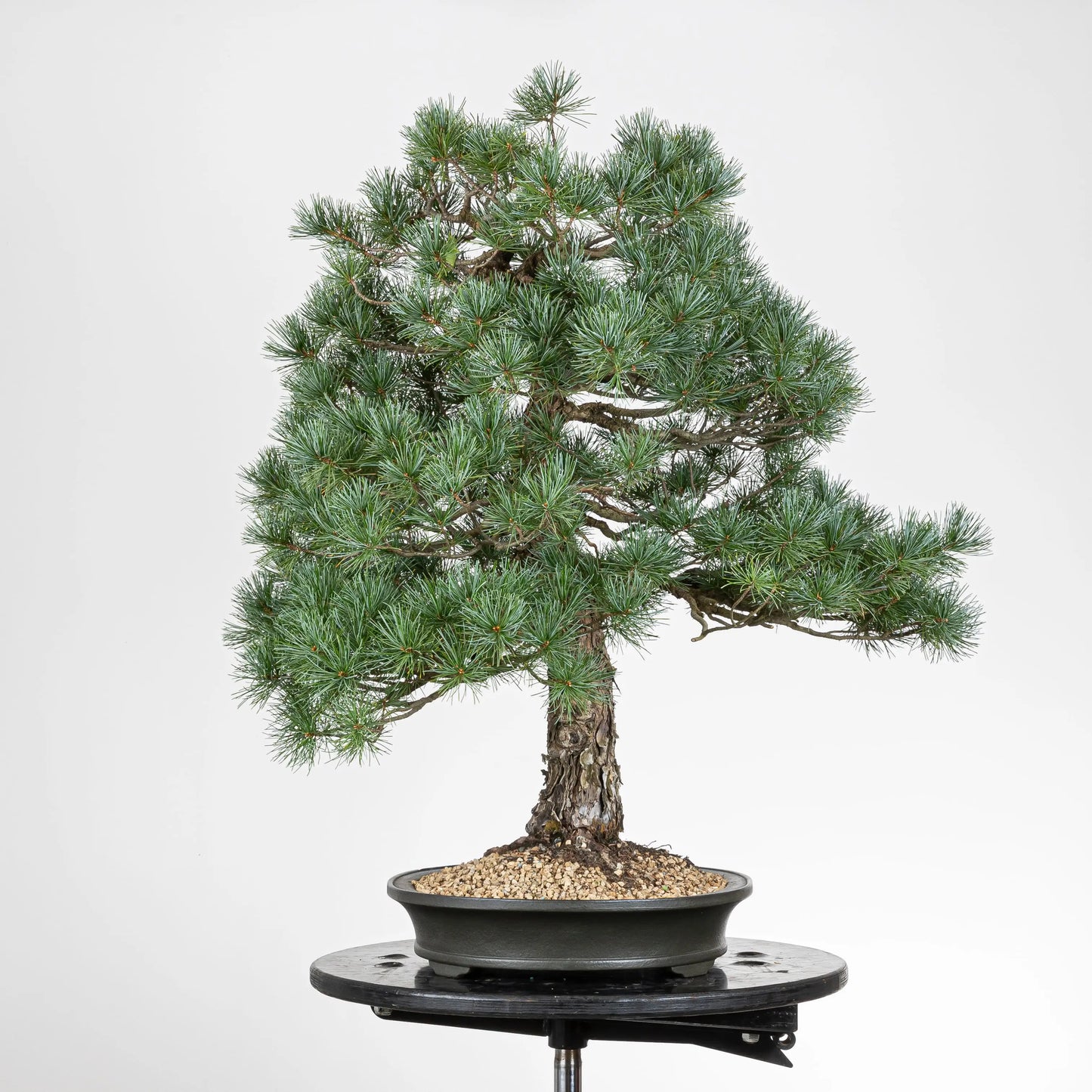 Lado izquierdo de bonsai de pinu pentaphylla con maceta yixing.