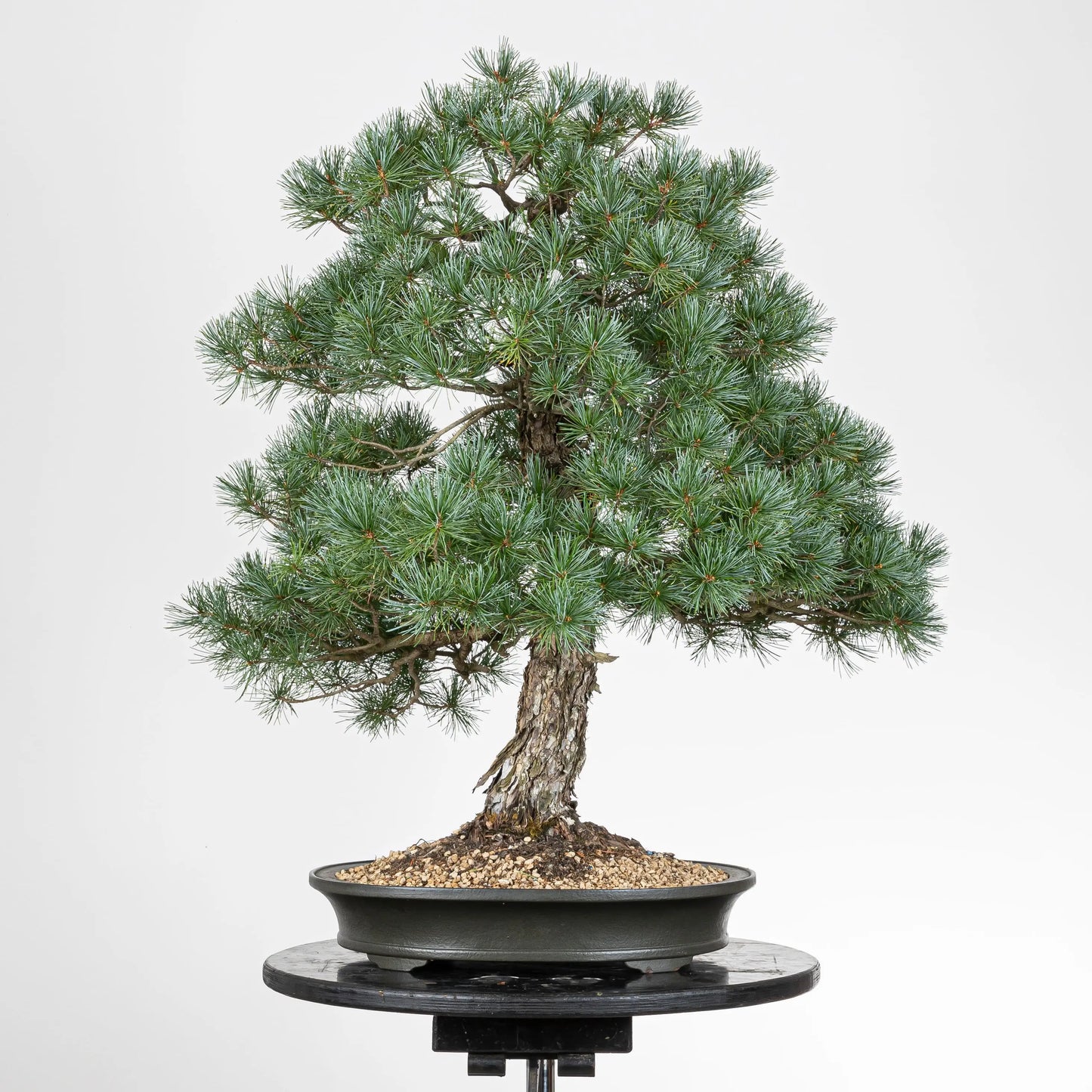 Cara trasera de pino parviflora japonés plantado en una maceta gris ovalada de origen chino.