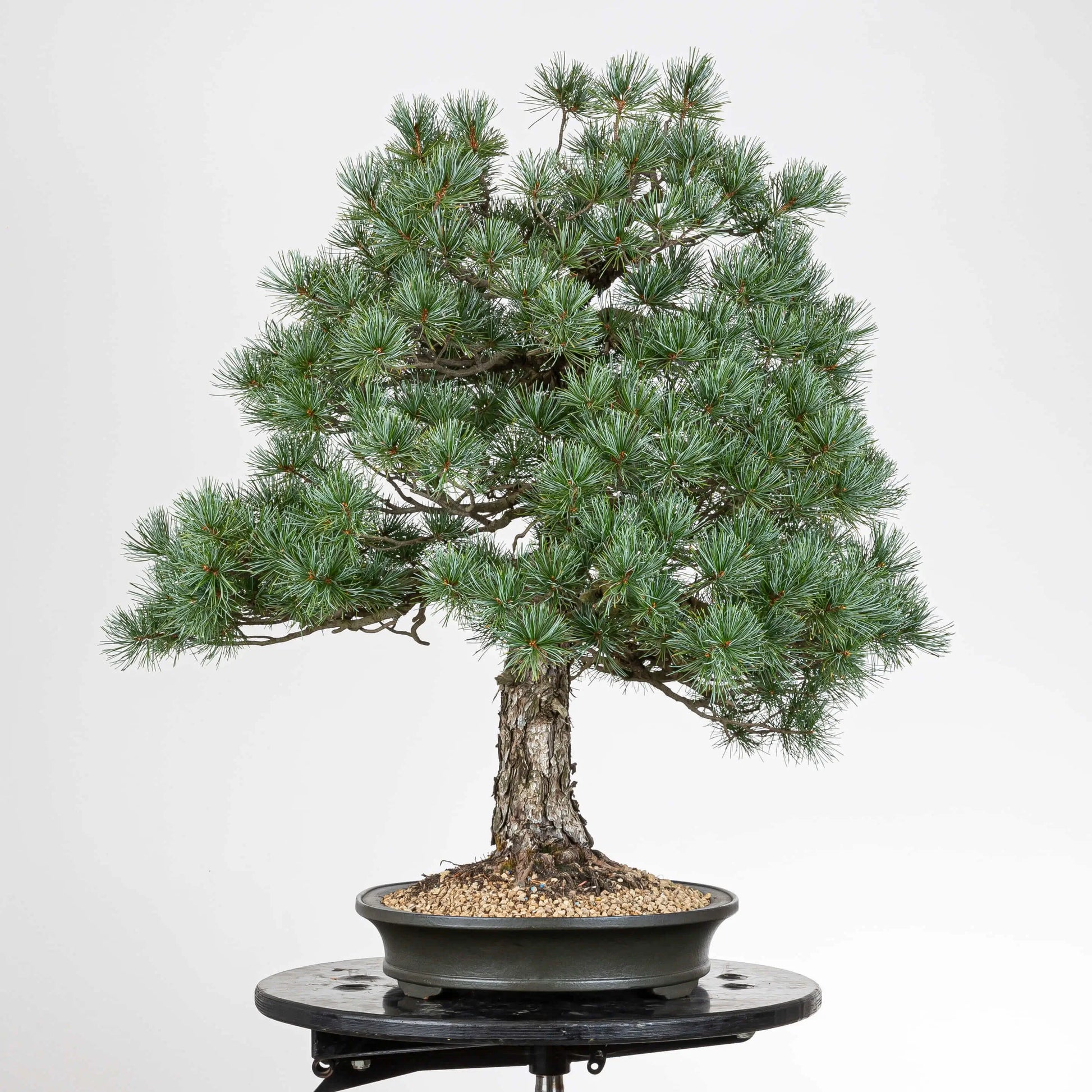 Lado derecho de bonsai de pino blanco japonés.