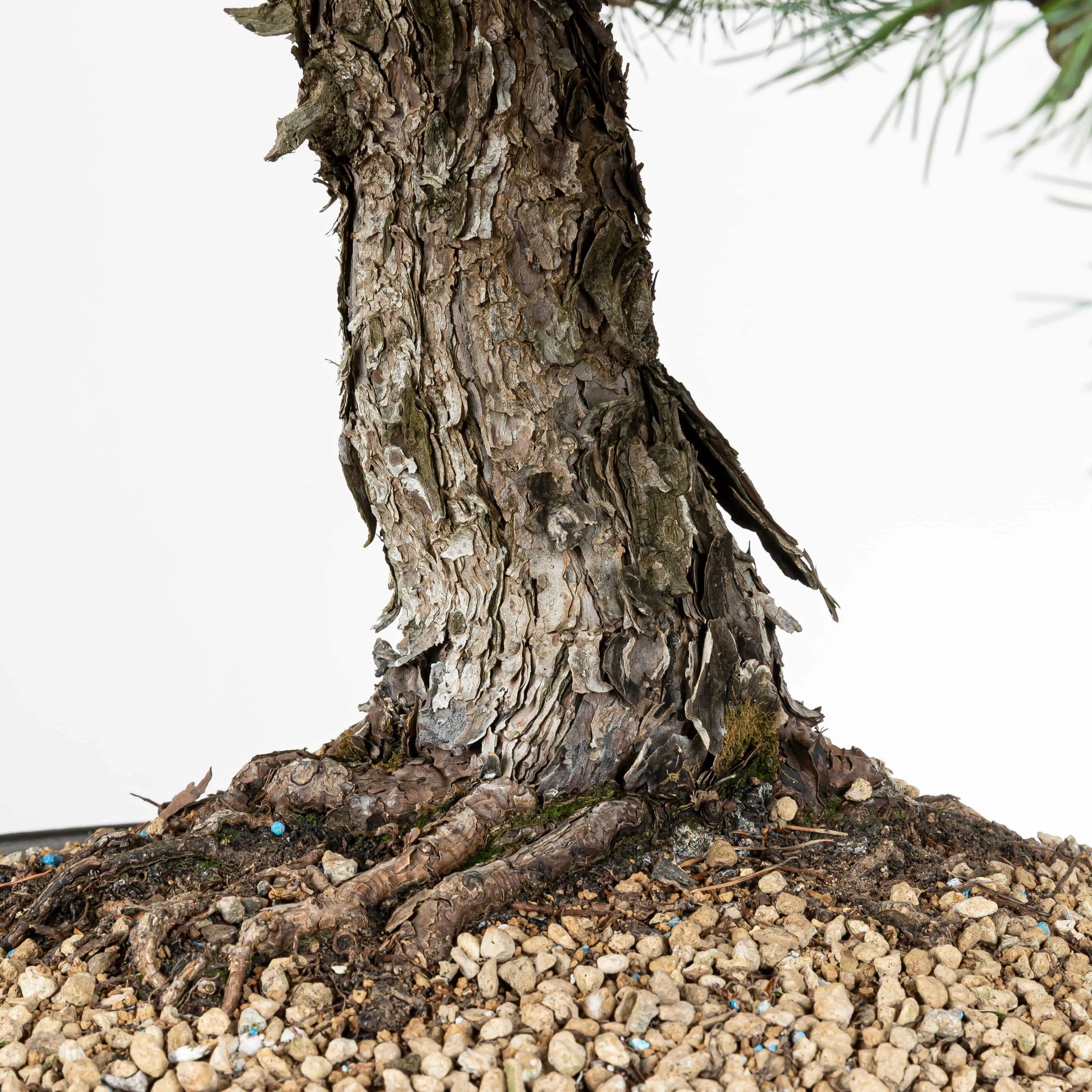 Nebari de bonsai de pino pentaphylla donde se observa la vieja corteza del tronco y el sustrato de pomice akadama.