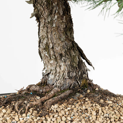 Nebari de bonsai de pino pentaphylla donde se observa la vieja corteza del tronco y el sustrato de pomice akadama.