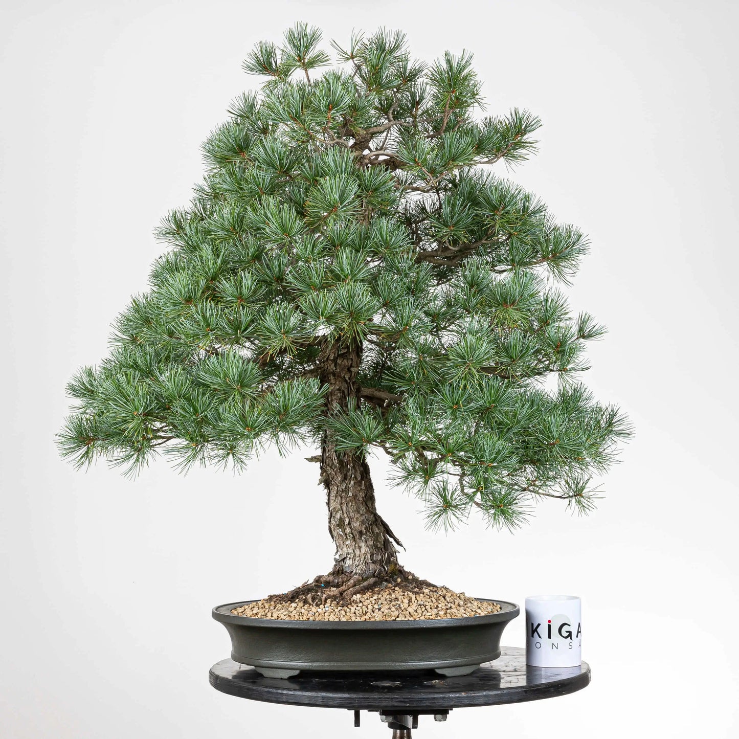 Comparativa de tamaño de bonsai de pino pentaphylla con una taza de café de la tienda ikigai bonsái.