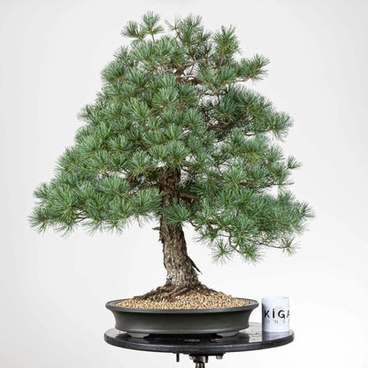 Comparativa de tamaño de bonsai de pino pentaphylla con una taza de café de la tienda ikigai bonsái.