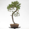 PINUS SYLVESTRIS
