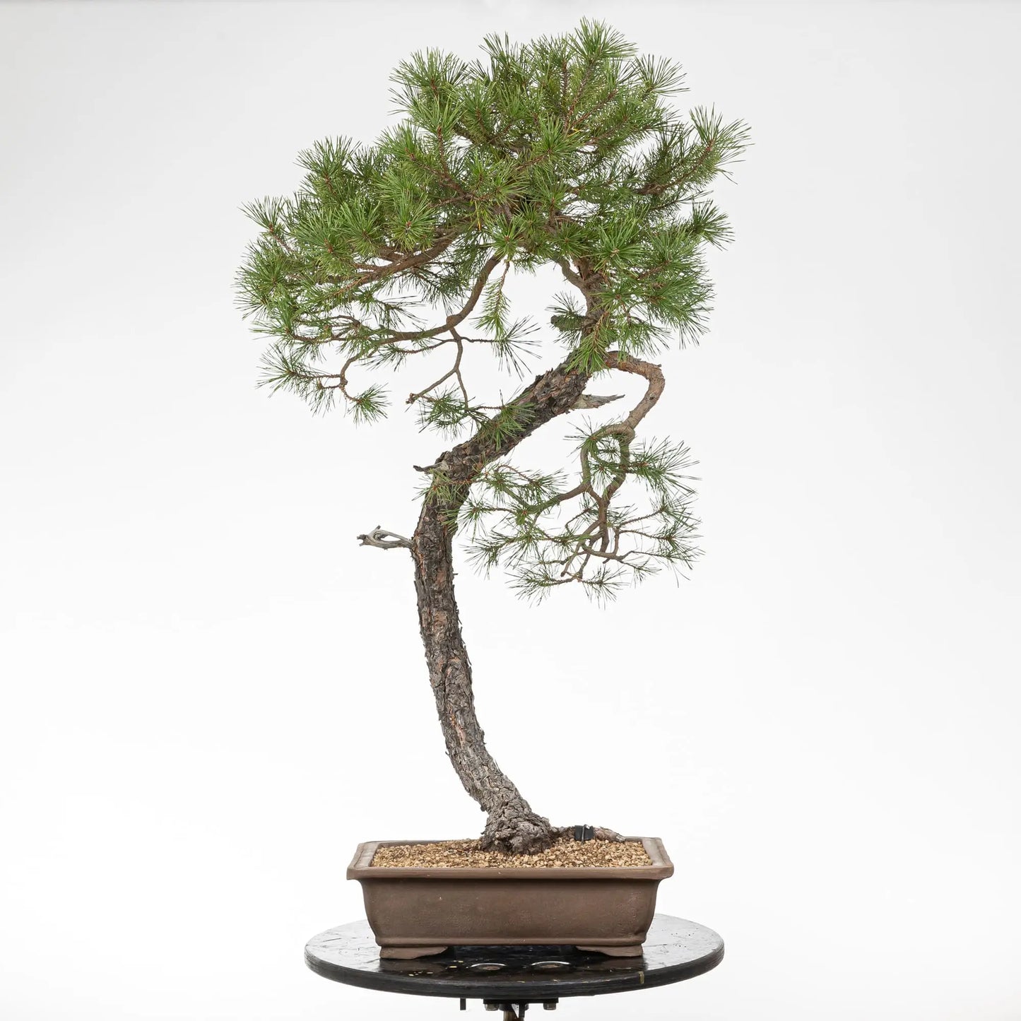 Bonsai yamadori de pino silvestris de tamaño dai y estilo bunjin