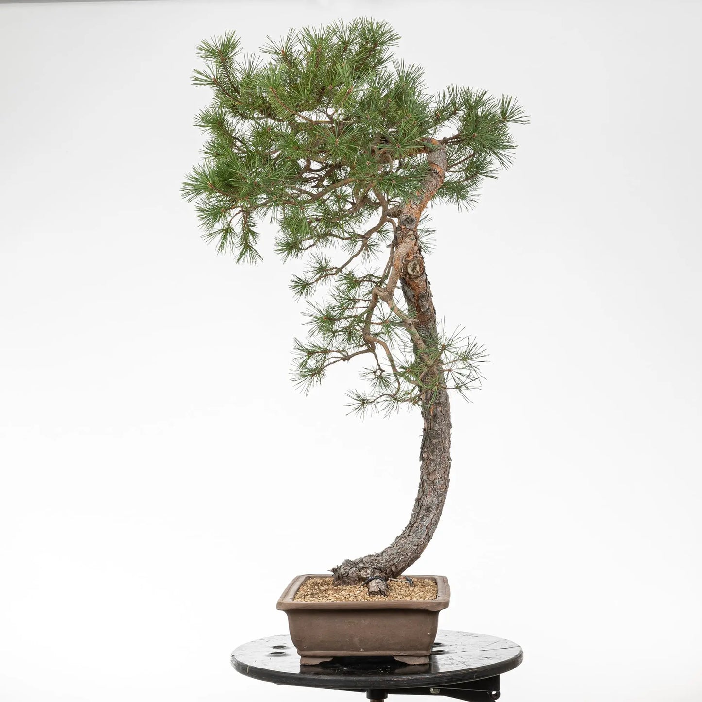Cara derecha de bonsai de pino silvestris