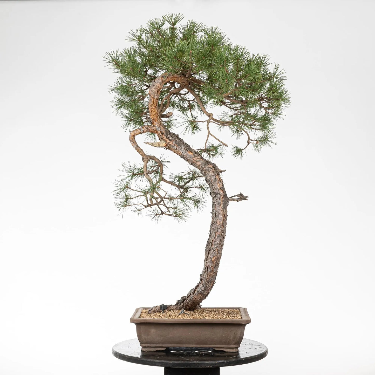 Cara trasera de bonsai de pino silvestris