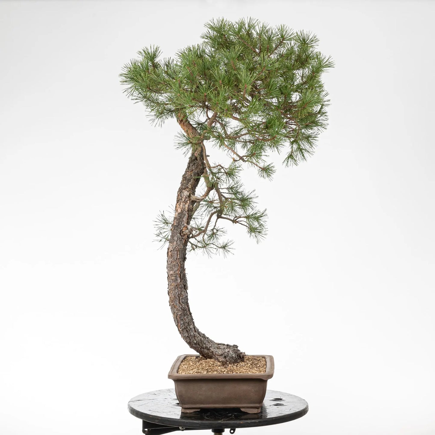 Cara izquierda de bonsai de pino silvestris