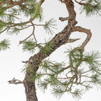 Detalle derramas de pino silvestris