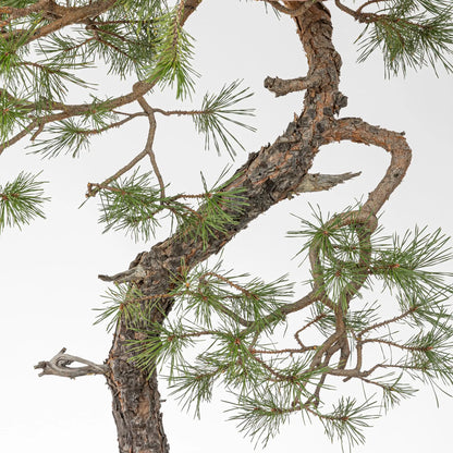 Detalle derramas de pino silvestris