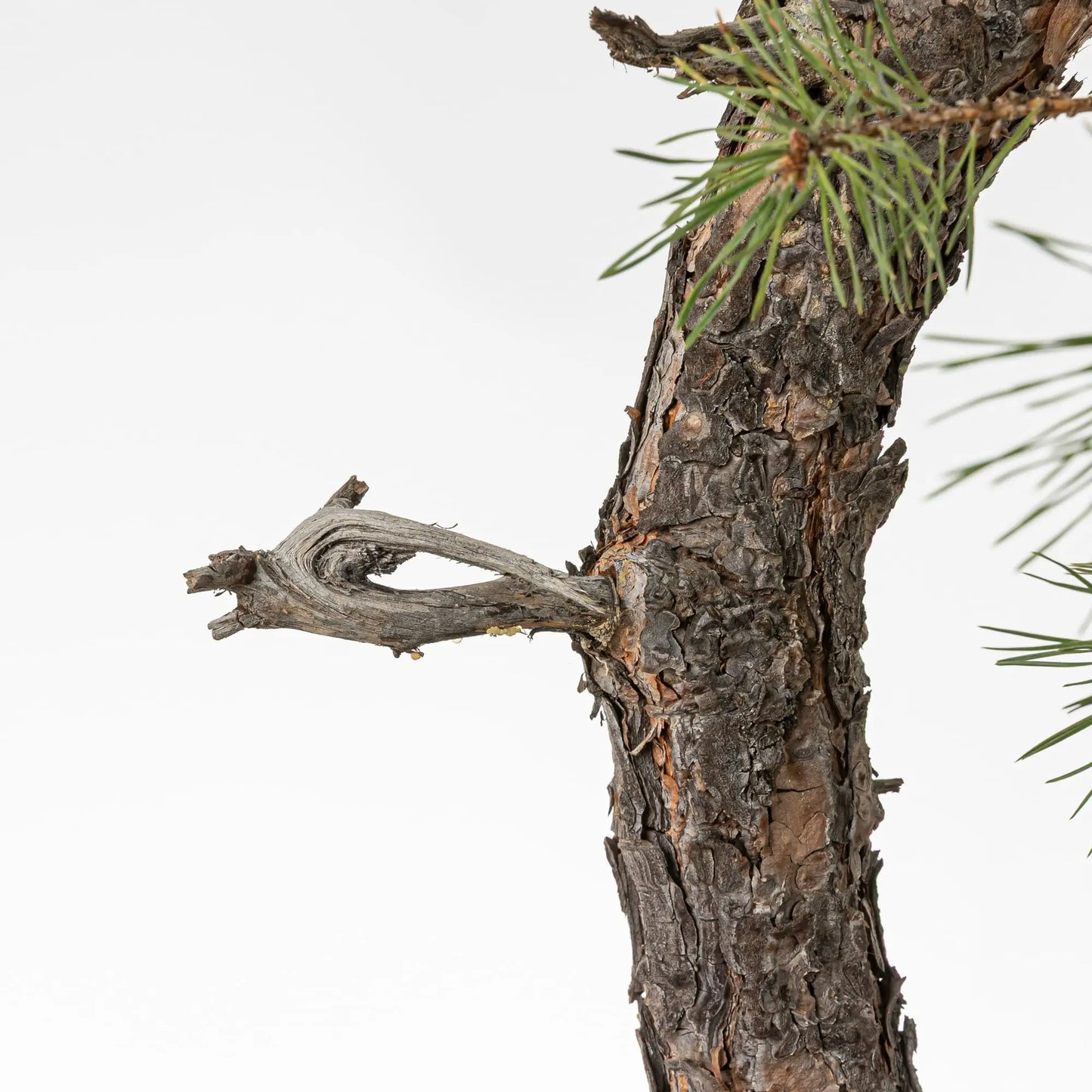 Detalle de tronco y jin de bonsai de pino silvestris