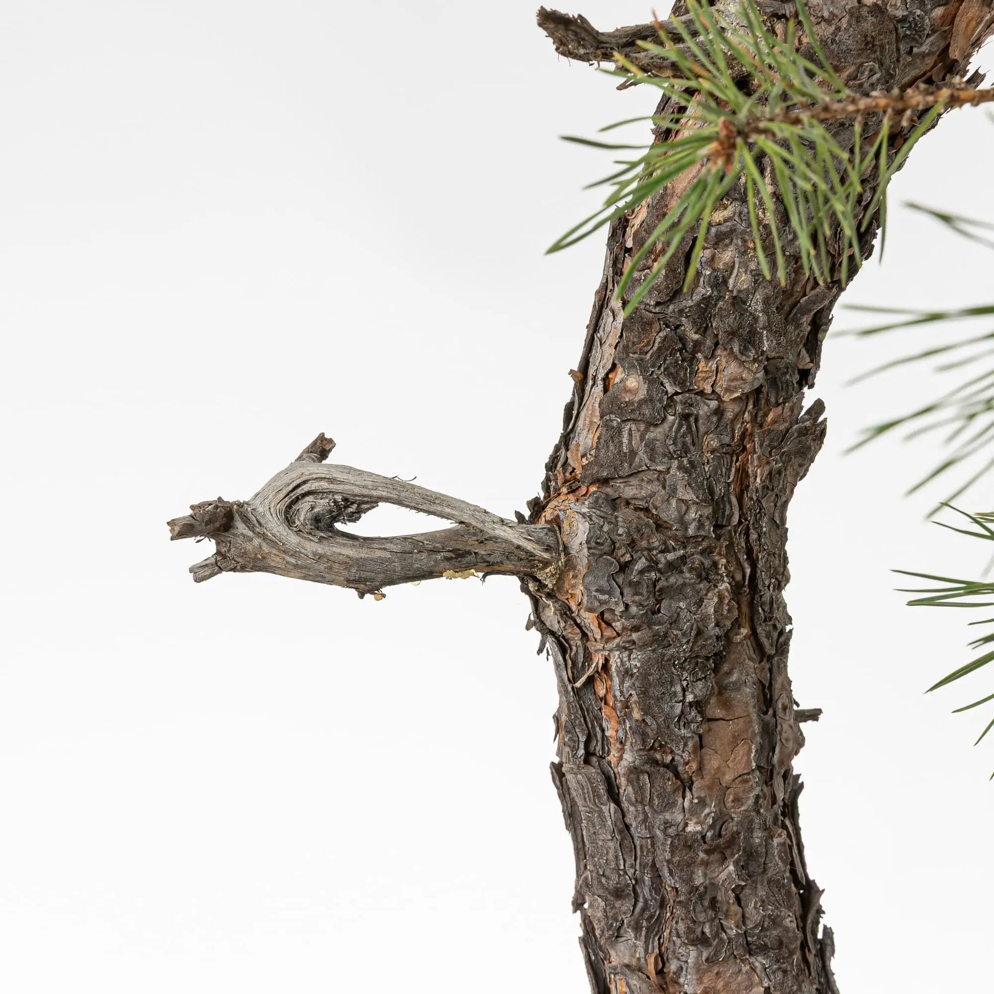 Detalle de tronco y jin de bonsai de pino silvestris