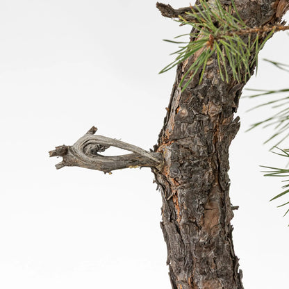 Detalle de tronco y jin de bonsai de pino silvestris