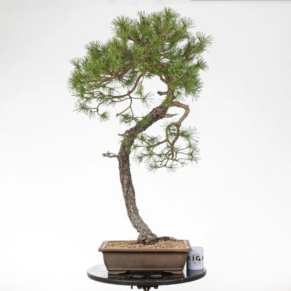 Comparativa de tamaño de un bonsai de pino silvestris con una taza de la tienda ikigai bonsai.
