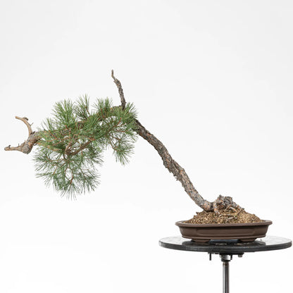 Bonsai yamadori de pinus sylvestris de estilo bunjin y tamaño dai