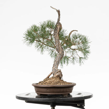 Cara derecha de bonsai yamadori de pinus sylvestris