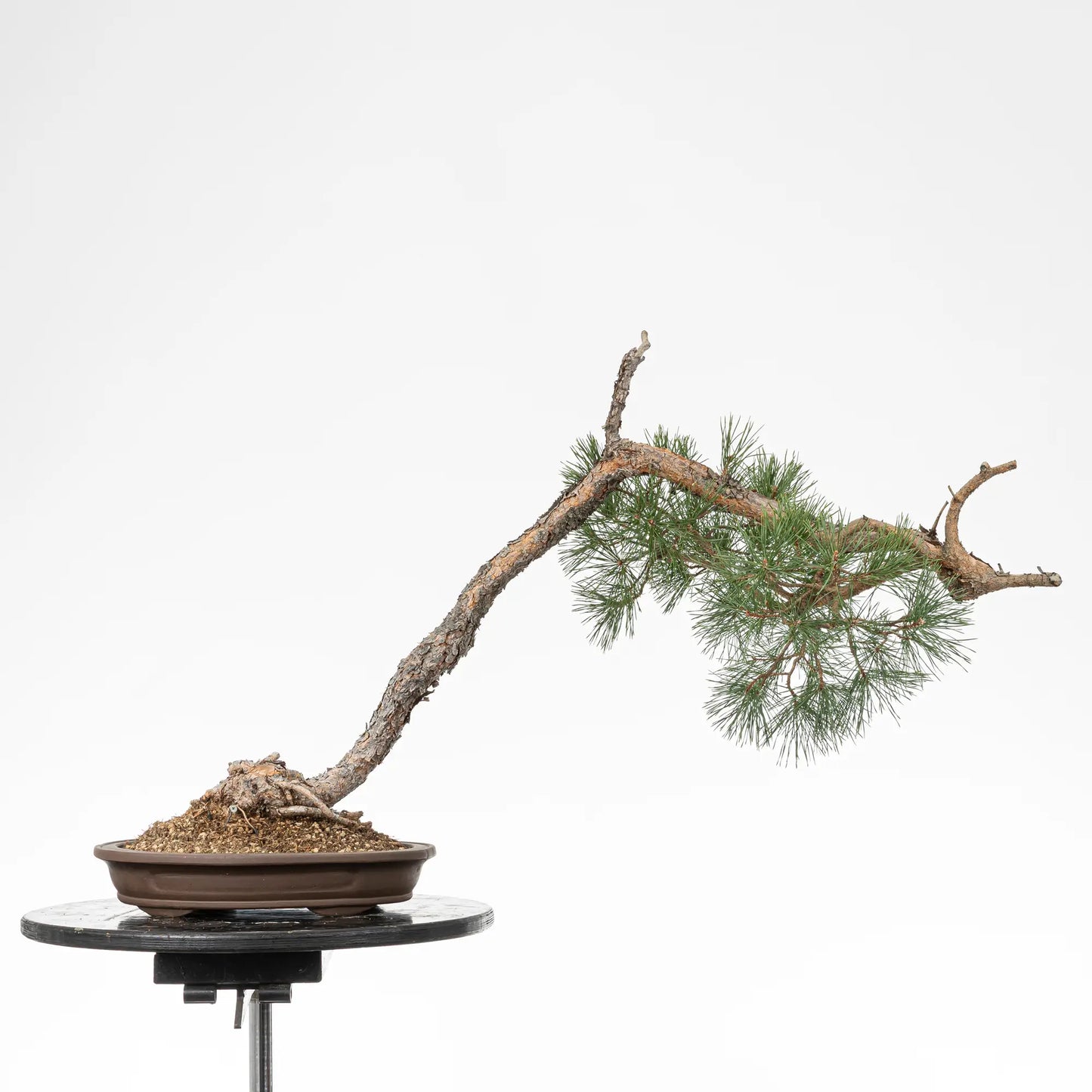 Cara trasera de bonsai yamadori de pinus sylvestris