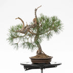 Cara izquierda de bonsai yamadori de pinus sylvestris
