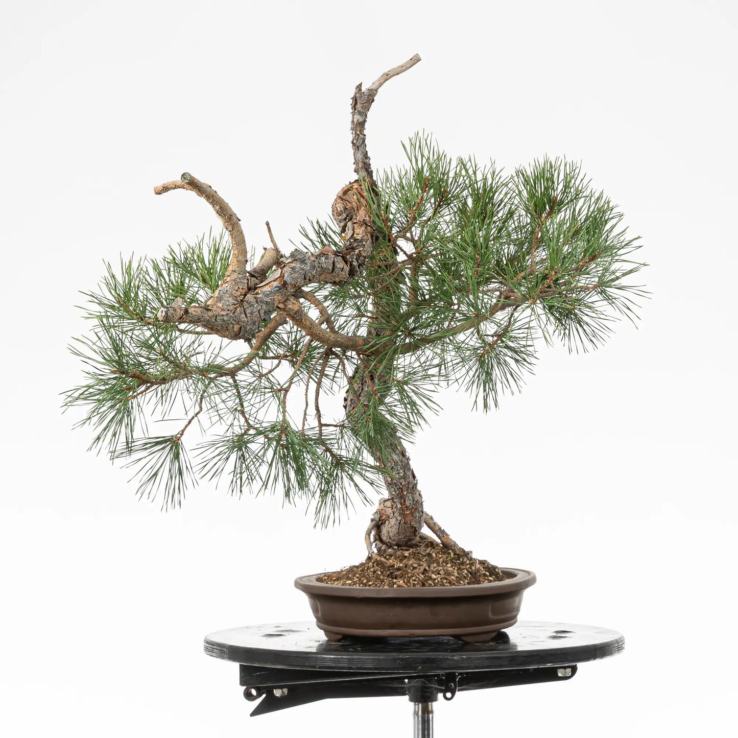 Cara izquierda de bonsai yamadori de pinus sylvestris