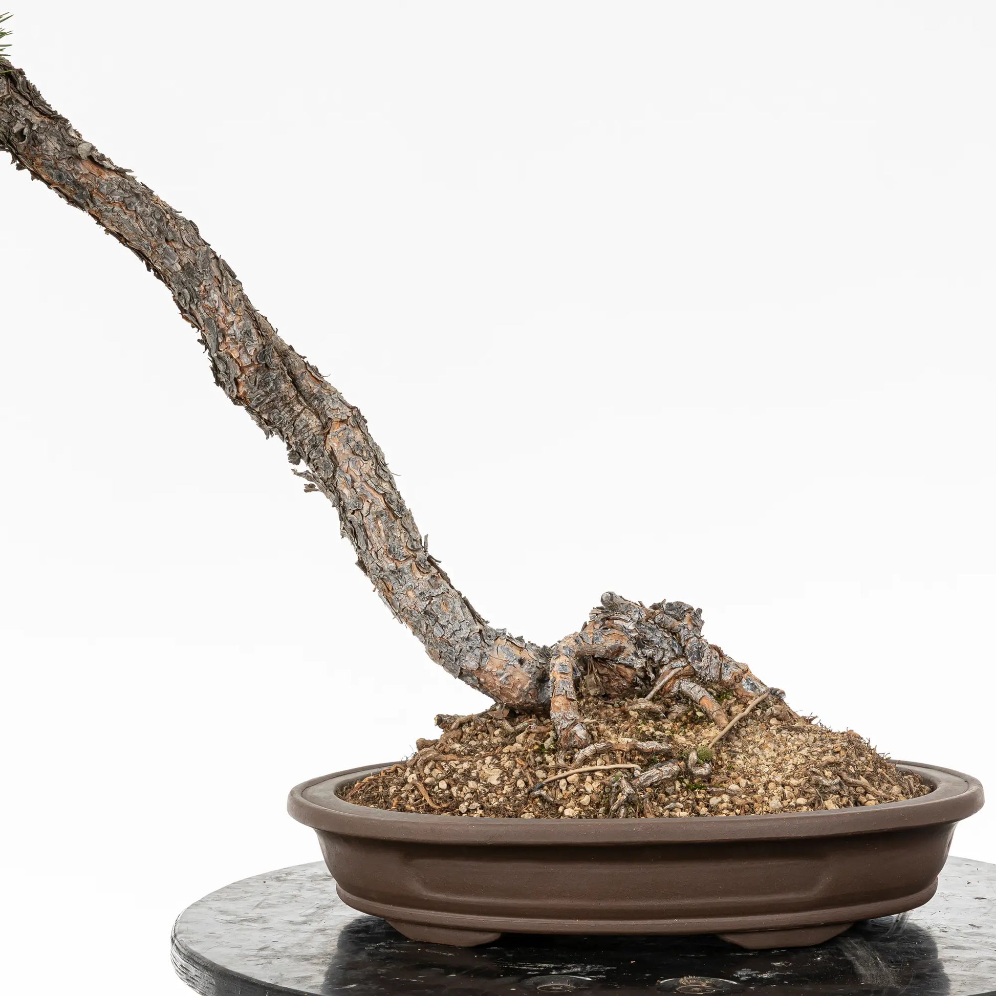 Detalle de base o nebari de bonsai de pinus sylvestris