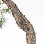 Detalle de shary y tronco de bonsai yamadori de pinus sylvestris