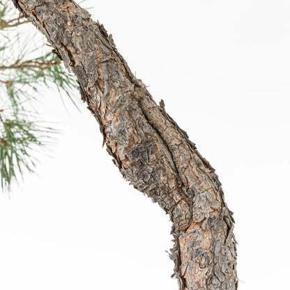 Detalle de shary y tronco de bonsai yamadori de pinus sylvestris