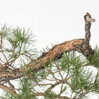Detalle de corteza anaranjada de bonsa yamadori de pinus sylvestris