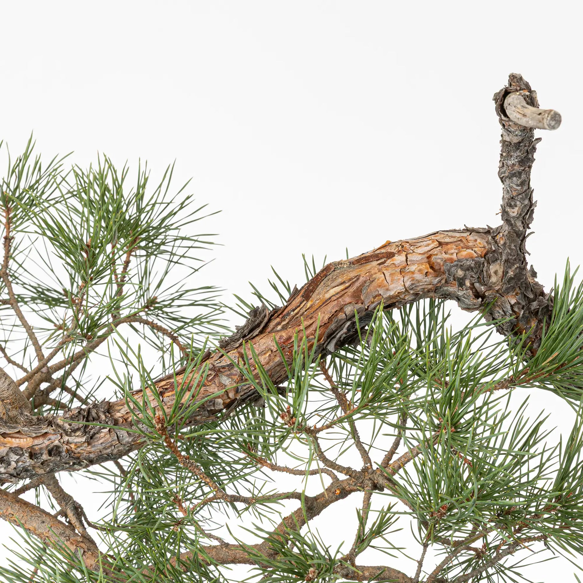 Detalle de corteza anaranjada de bonsa yamadori de pinus sylvestris
