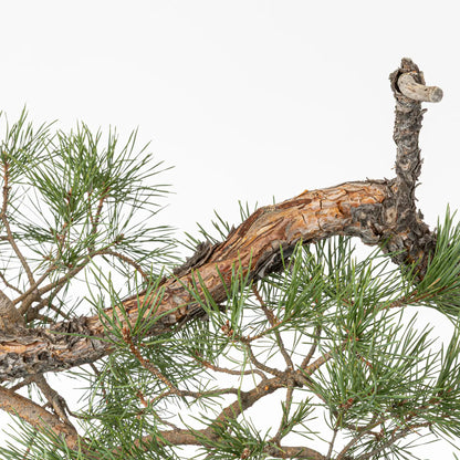 Detalle de corteza anaranjada de bonsa yamadori de pinus sylvestris