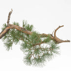 Detalle de ramas de bonsai yamadori pinus sylvestris