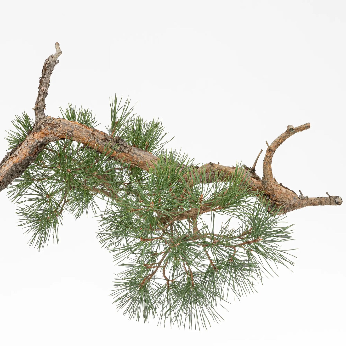 Detalle de ramas de bonsai yamadori pinus sylvestris