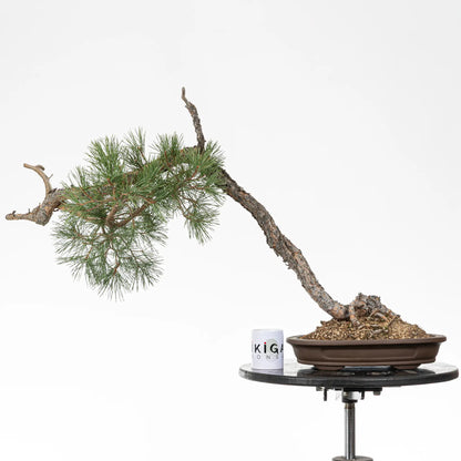 Comparativa de tamaño de un bonsai yamadori de pinus sylvestris y una taza de café de la tienda de ikigai bonsai.