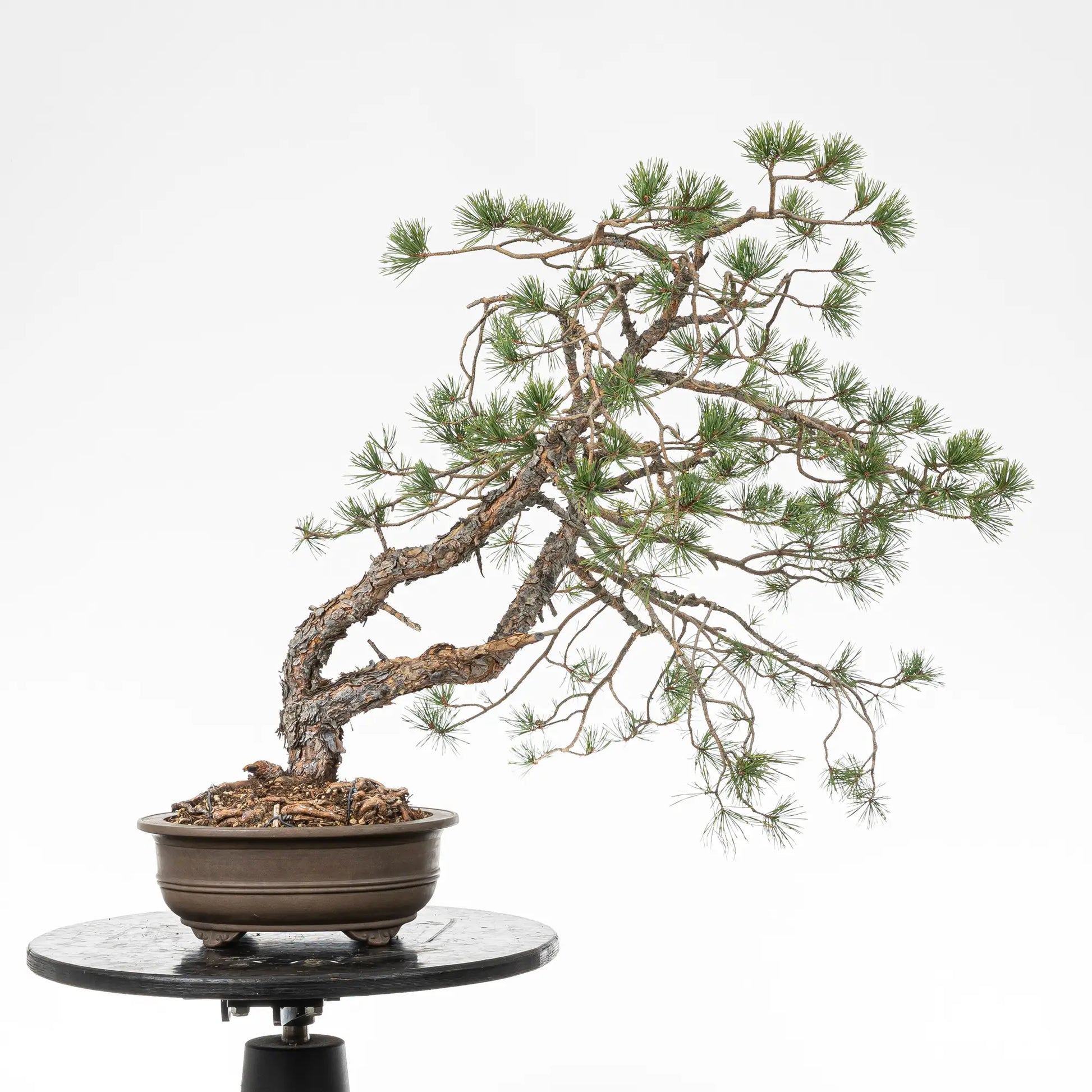 Bonsai yamadori de pinus sylvestries en estilo doble tronco y tamaño dai