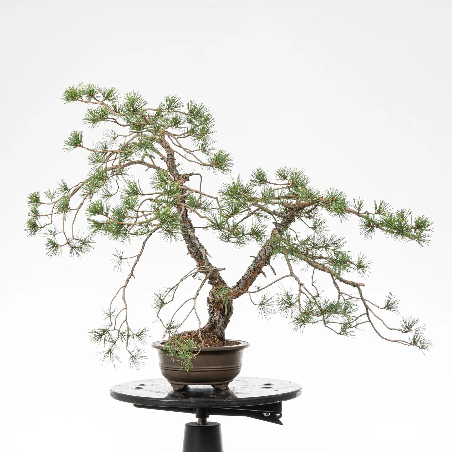Cara derecha de bonsai yamadori de pino silvestre