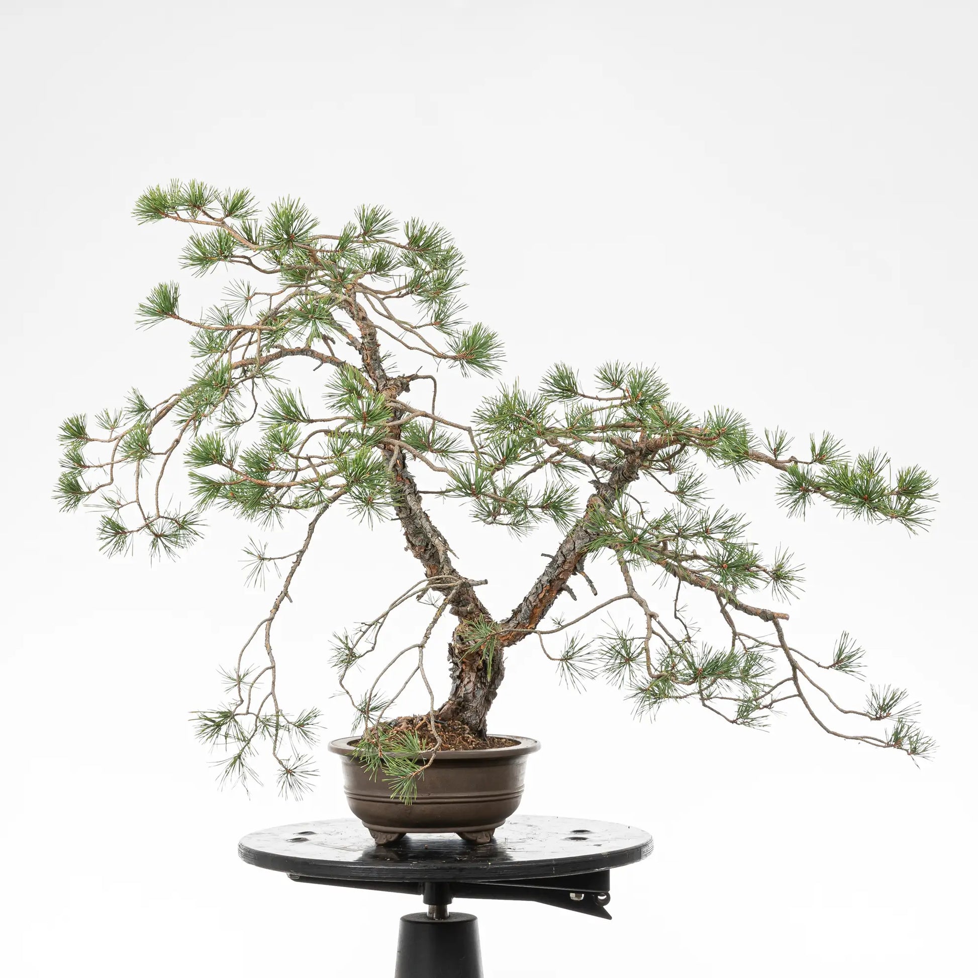 Cara derecha de bonsai yamadori de pino silvestre