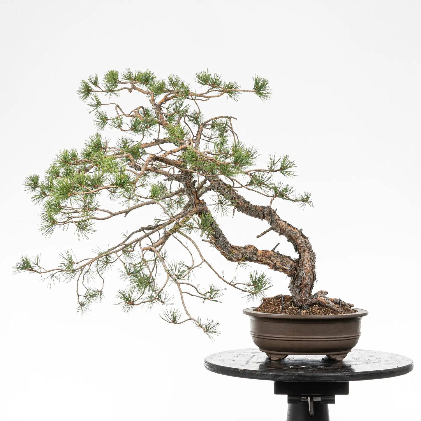 Cara trasera de bonsai yamadori de pino silvestre