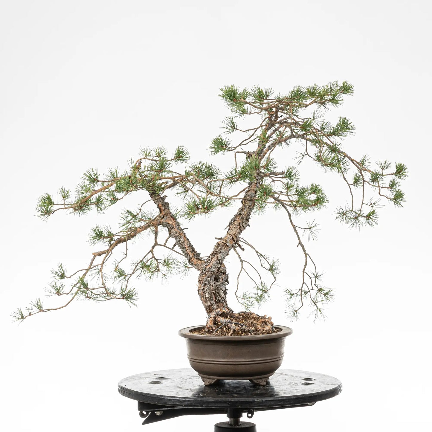 Cara izquierda de bonsai yamaodri de pino silvestris