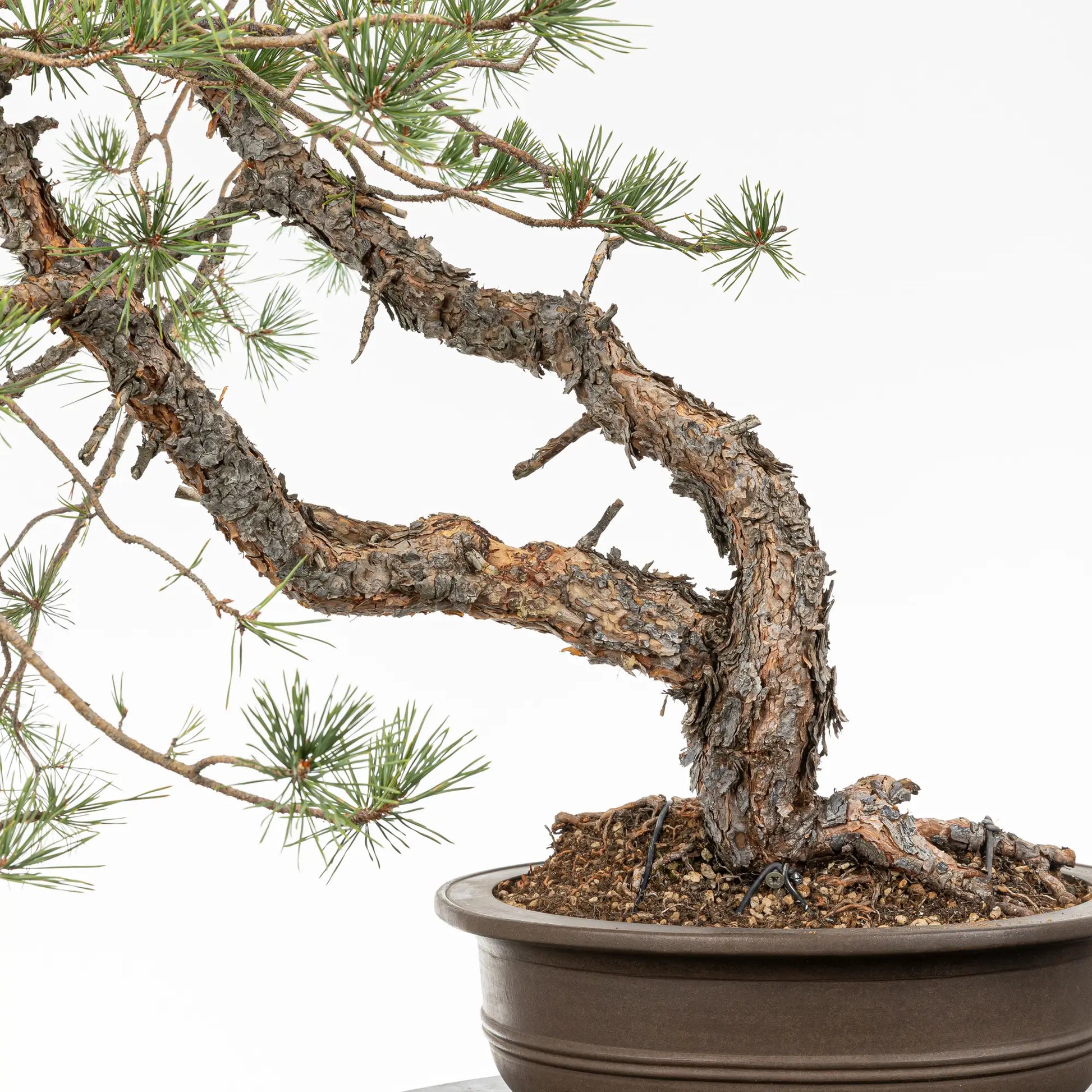 Detalle de base y troncos de pino silvestris